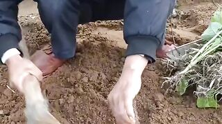 Jock farming