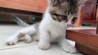 A mischievous kitten spends its days in a cardboard box.