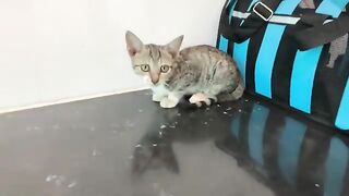 The kitten said that after it finishes eating, it will take a bath.