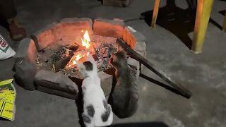 Whenever I light a fire, the kittens will run to warm themselves and beg for food at night.