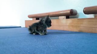 Kitten feels sleepy while watching his own movie...