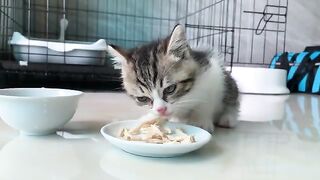 It's wonderful that this adorable kitten knows how to use the litter box properly.