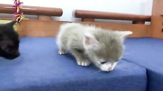 I Brushed My KITTEN Daily for 30 Days and Here's What Happened...
