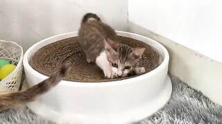 60 days after the cat was rescued, the kitten was bigger than its adoptive mother...