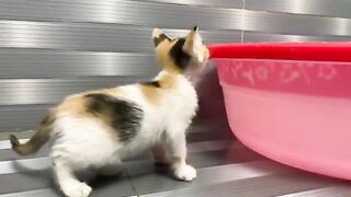This is how a kitten reacts to its first bath