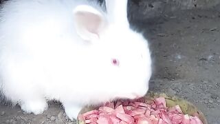 Beautiful rabbit
