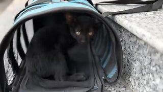 After eating, the kittens want to go outside to play and don't like staying indoors...