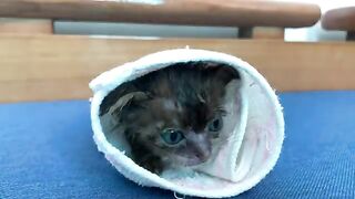 The kitten cried a lot when I gave it a bath...