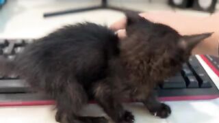The kitten is making it impossible for me to work because it keeps demanding attention.