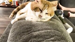 Head cat