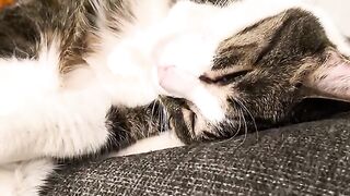 The “look what I can do” ahh cat