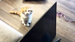 Orb  cats