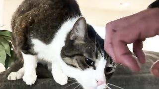 Cats TK