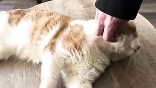 No belly for you