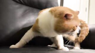Adum Cats