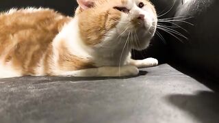 The proper way to pet Adam