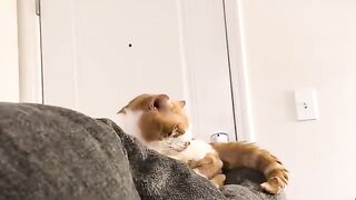 Cat  Mrrp