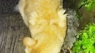 Kucing paling galau sedunia