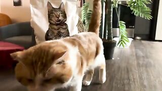 They walk