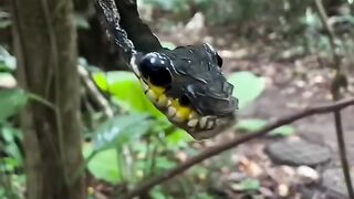 ???? cobra