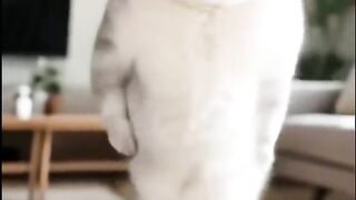This Cat Has Better Moves Than Me! ????????