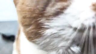 Him gets