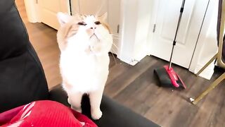 Football Cat for Superbowl