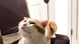 Full ham sammich