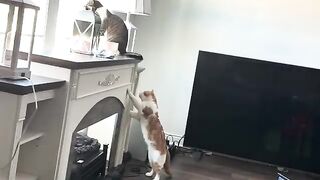 May I help you?