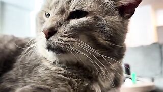 The grey purrs