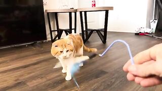 Good boy