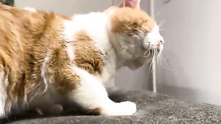 Skooma Cat