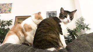Pure cat