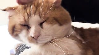 Purring oval to fill your screen