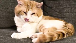 He bafs