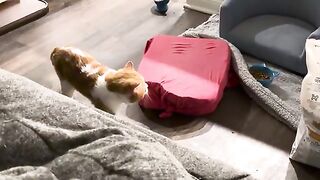 Mews of frustration