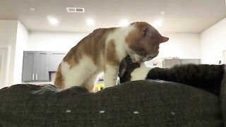 The offended meow at the end