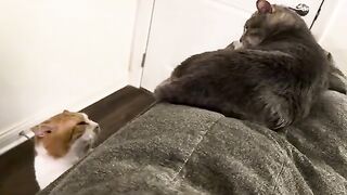 Mischief