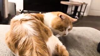 This is Adam