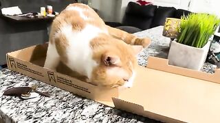 Nochur box