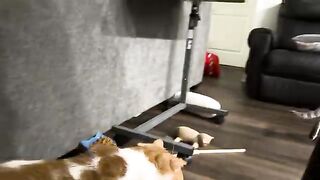 Buffercat to the rescue