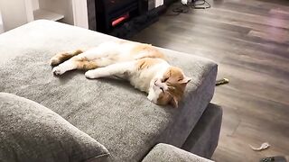 Purrbuddy