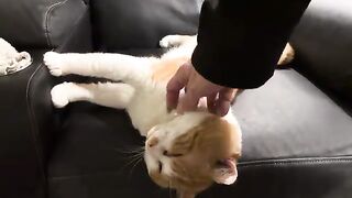 Noggin