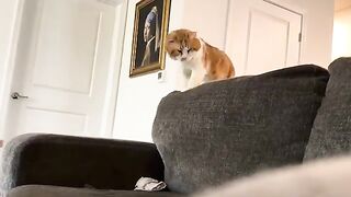 Boys  cat