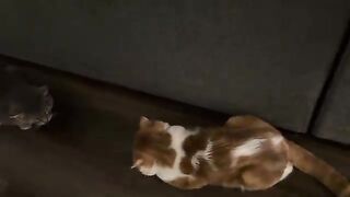 Loaf cat