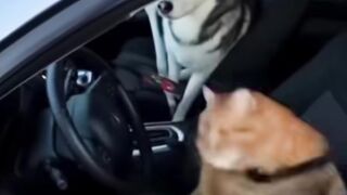 Gatinho motorista