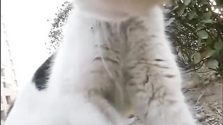 Gato gato