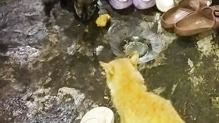 My cat
