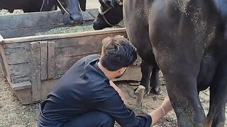 BHAINS KA DHODH NIKALTY HOVY