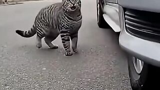 Cat anggry